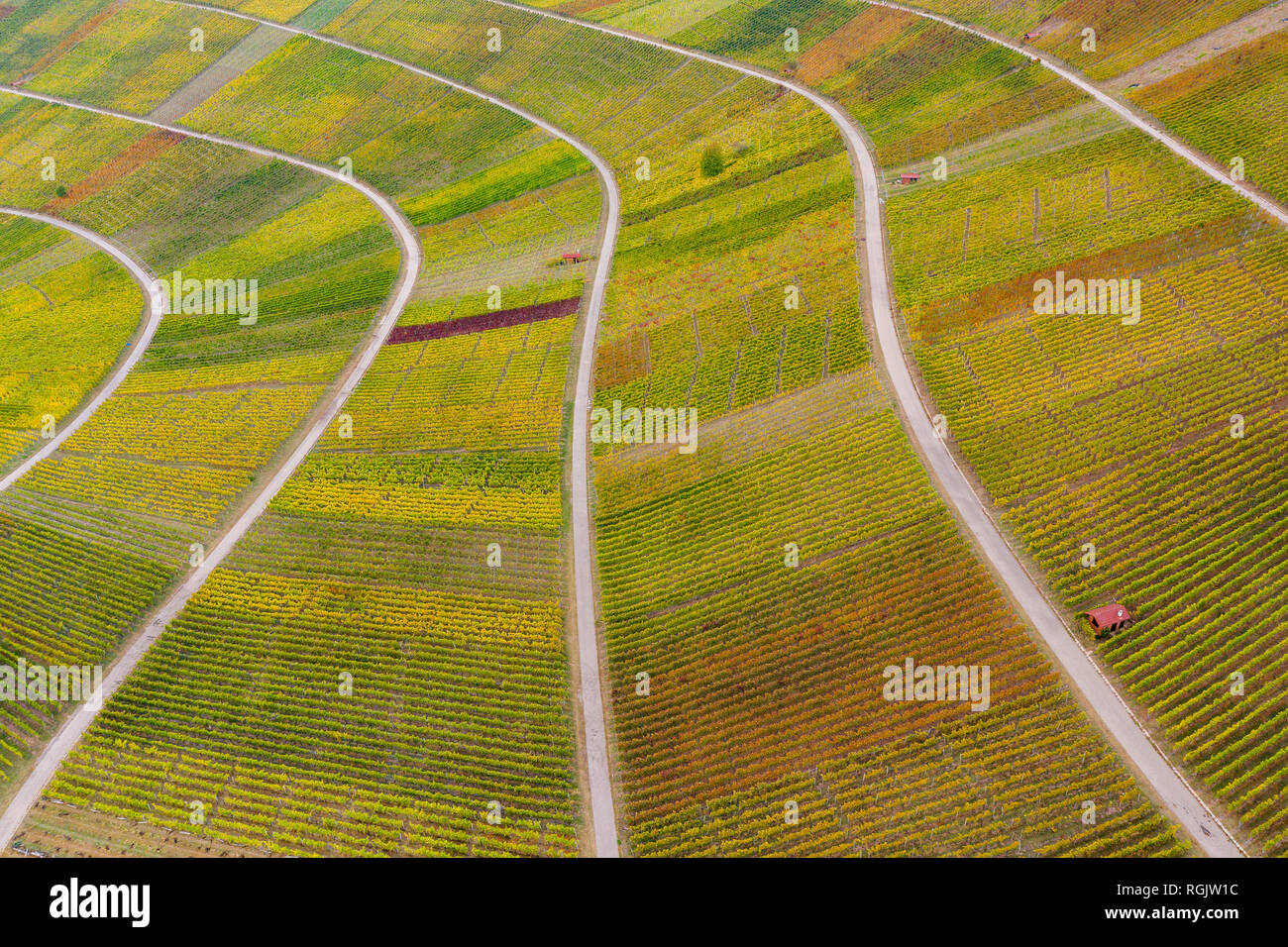 Allemagne, Bade-Wurtemberg, vue aérienne de Korber Kopf, vignes en automne Banque D'Images