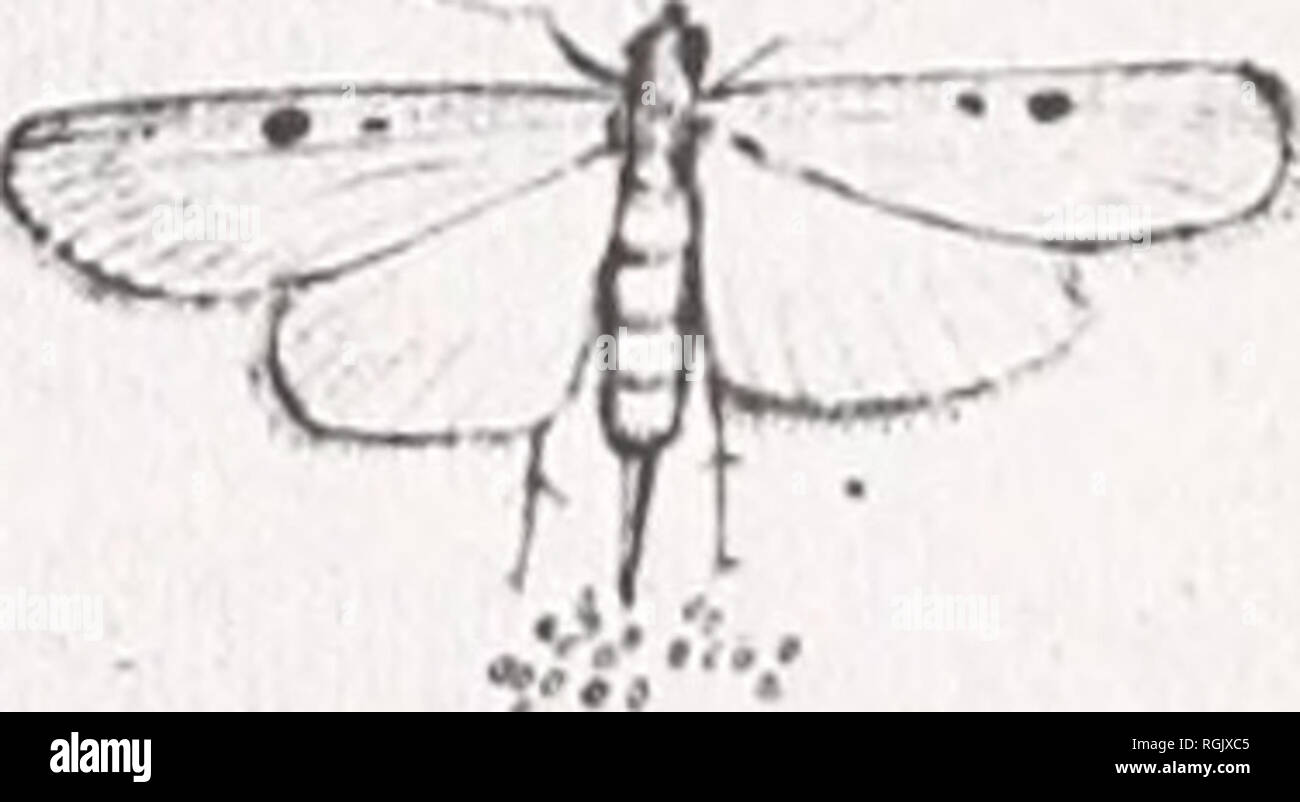 Bulletin Of The British Museum Natural History 17 Nj Nrfe F Tf Upp Ltirae H Kftrcn A J Gt Yien Ri A A Je Il N Tfttcck Dtrittn Aj Trt A Tiox Ufi I Bulletin Of The British Museum Natural History 17 Nj Nrfe F Tf Upp Ltirae H Kftrcn A J Gt Yien Ri A A Je Il N Tfttcck Dtrittn Aj Trt A Tiox Ufi I