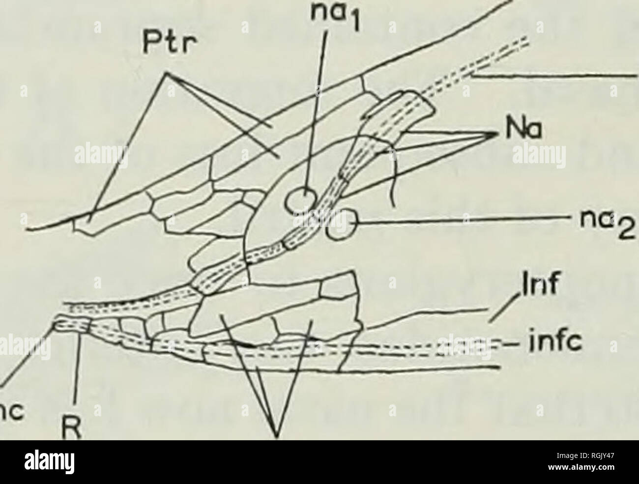 . Bulletin of the British Museum (Natural History), la géologie. 3i8 ÉVOLUTION DU MUSEAU À L'anastomose des Actinoptérygiens Enfin, le foramen infraorbital canal sensoriel avec le canal supraorbitales peut avoir lieu à un stade ultérieur si les deux composants sont suffisamment proches les uns des autres. Cela s'est produit dans le récent Polypterus senegalus (texte-fig. 20D) et dans le récent Lepisosteus osseus (texte-fig. 19M), tandis qu'une situation similaire est observable dans Paraccntrophorus madagascariensis (texte-fig. 19G) de la trias inférieur. ethc. Ethc Ant. Veuillez noter que ces images sont extraites des images de la page numérisée th Banque D'Images