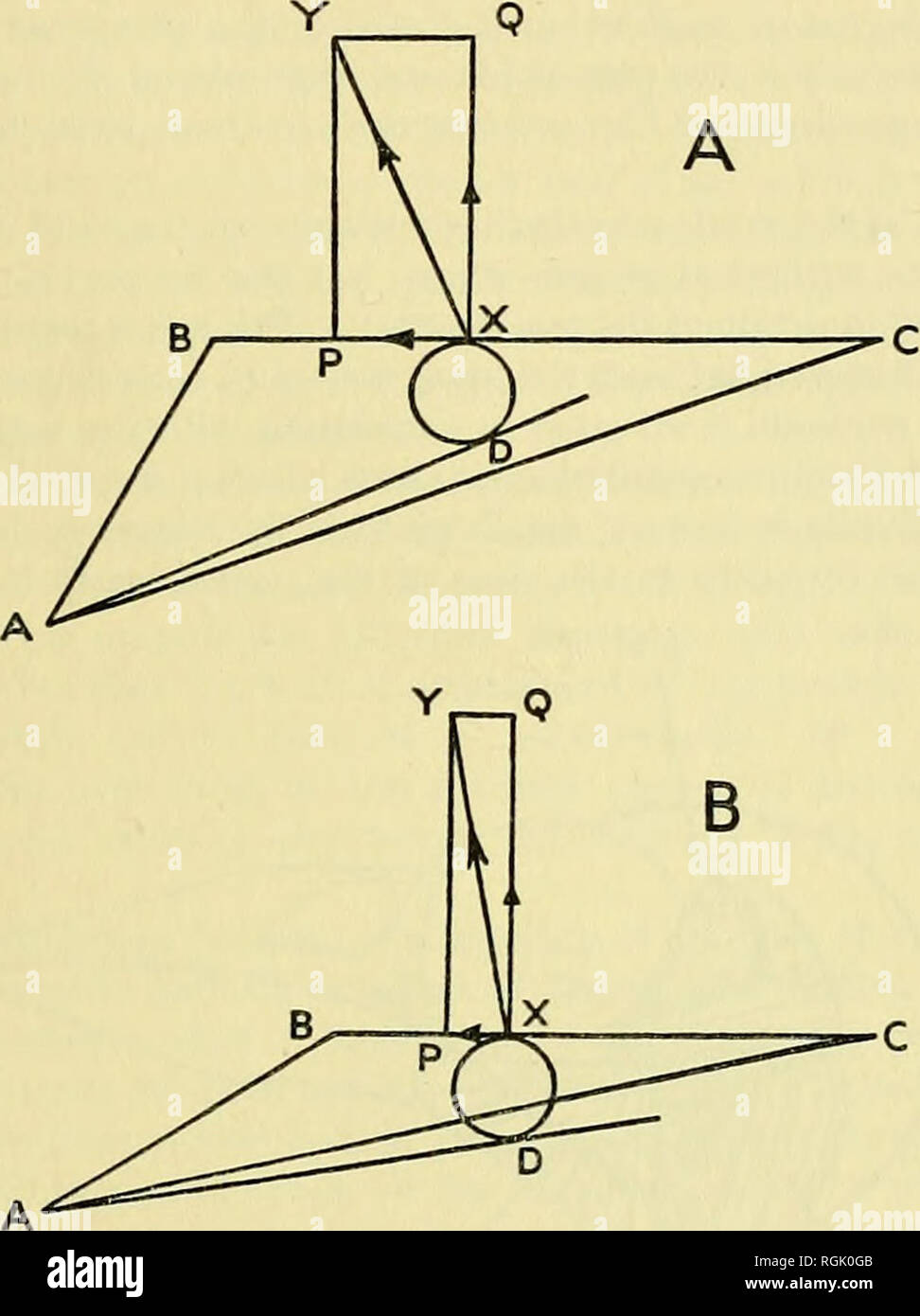 . Bulletin of the British Museum (Natural History). La MORPHOLOGIE DE LA TÊTE DE L'HAWFINCH 3S7 thraustes, et dans (b) il est à 150° comme dans F. coelebs. En supposant que les mêmes forces étaient appHed vers la mâchoire inférieure pour casser une noix s'est tenue à la même distance de l'angle de la mâchoire, puis l'ampleur et la direction de la force, par rapport à la mâchoire supérieure, peut être représentée comme la ligne xy. La direction de la force est tangente à un cercle dont le centre est au niveau de l'articulation de la mâchoire inférieure. A, et la périphérie à D, où la mandibule inférieure en appui sur la pierre. La force peut être résolu en XY Banque D'Images