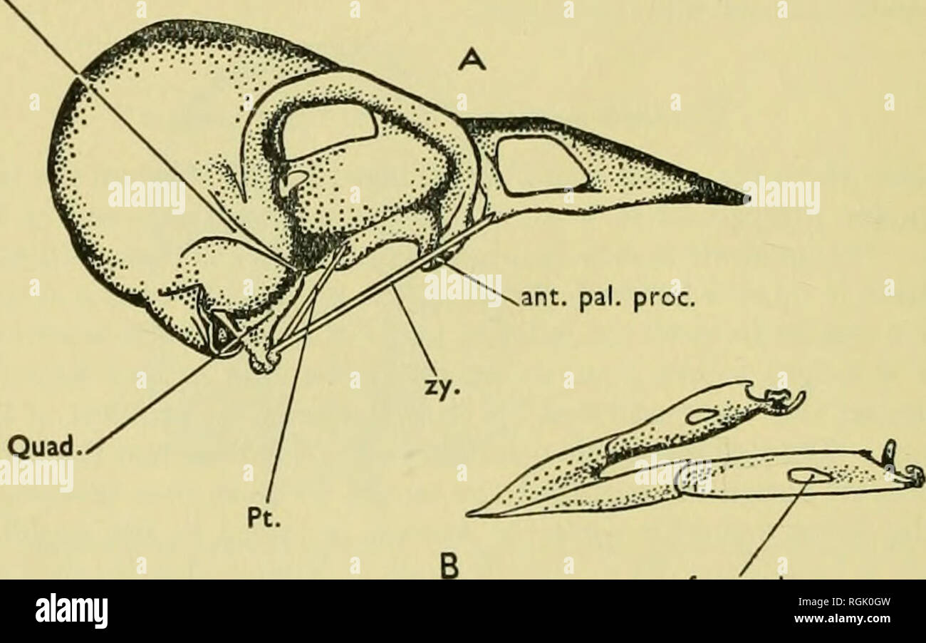 . Bulletin of the British Museum (Natural History). 3S6 LA MORPHOLOGIE DE LA TÊTE DE L'HAWFINCH de C. coccothrausies sont 40 x 20 x 20 mm. et F. coelebs 30 x 14 x 15 mm. , Si le cube de chacune des proportions Hnear du crâne de C. coccothraustes est comparé avec ceux d'un hypothétique crâne de la même moyenne dimensions comme F. coelebs, mais de la même conception que celle de C. coccothraustes, il est constaté que les dimensions du crâne de C. coccothraustes moyenne 250 % » » plus large. Pourtant, le poids moyen des crânes de C. coccothraustes et F. coelebs sont 3-235 et 0-654 g gm. Banque D'Images