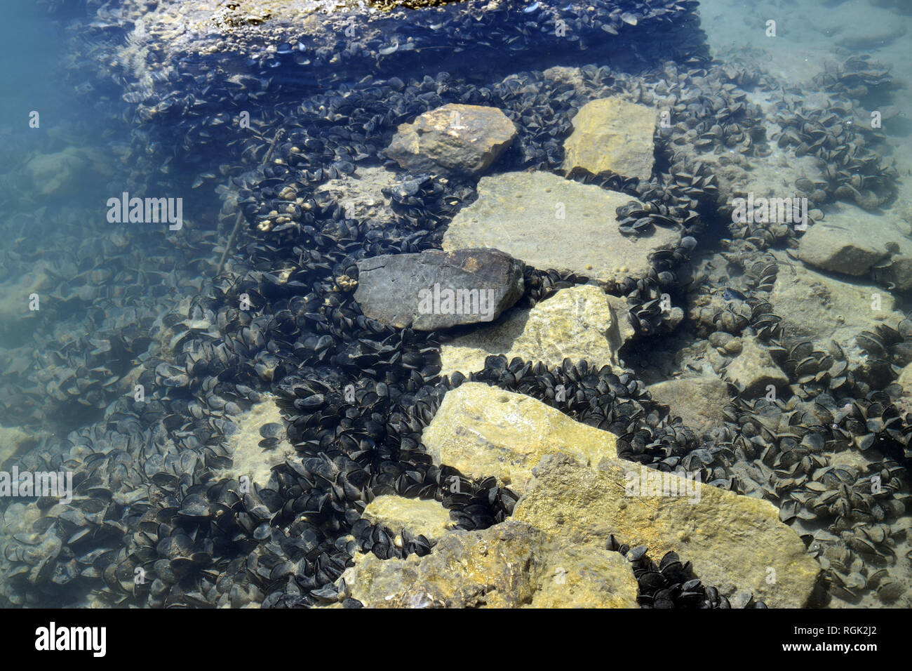 Moules bleues dans le lac de Butrint. Des bivalves dans la mer Méditerranée. Buthrotum, Albanie. Banque D'Images