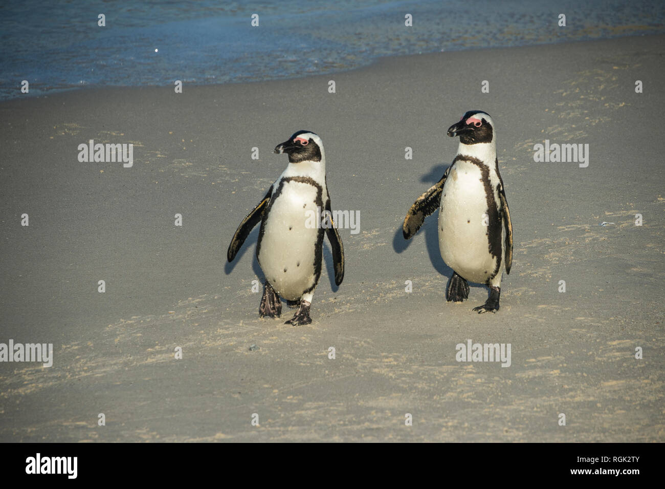 L'Afrique du Sud, le Cap de Bonne Espérance, la plage de Boulders, pingouins Jackass, Spheniscus demersus Banque D'Images