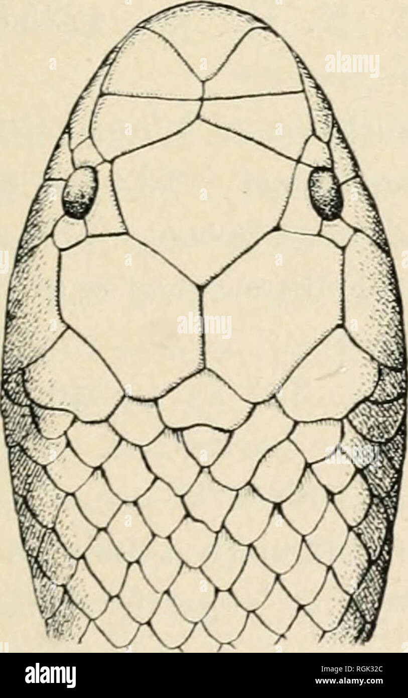 . Bulletin de l'American Museum of Natural History. Histoire naturelle ; la science. 1923] Schmidt, l'herpétologie du Congo Belge 137 LovERiDGE, 1916, Journ. E. L'Afrique Ouganda Xat. Hist. Soc, V, n° 10, p. 80. Ch.baxaud, 1917, Bull. Mus. Hist. Xat., Paris, XXHI, p. 14. Boulenger, 1919, Rev. Zool. Africaine, VII, p. 29 ; 1920, Proc. Zool. Soc. London, p. 29S. Chabaxaud, 1921, Bull. Com. Etudes Hist. Scient. Afrique Occ. Frant^fiche, p. 472. Quatre spécimens de la forêt frontière : A. ]I. N. H. No 12353 (novembre 1910), 12355-56 (avril et mai 1913), Niangara ; 12357 (JIME), 1913 Rimgu. Répartition Le Banque D'Images