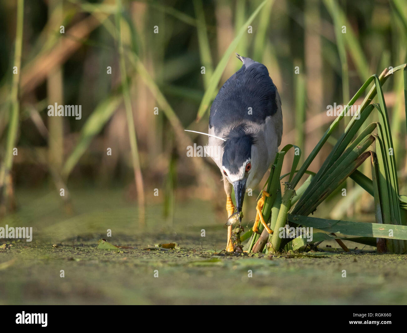 Du Bihoreau gris Nycticorax nycticorax Banque D'Images