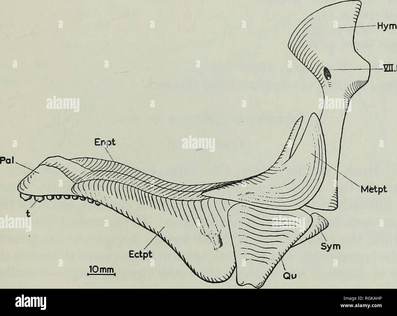 . Bulletin of the British Museum (Natural History), la géologie. Révision de ACTINOPTERYGIAN COELACANTHE ET 313 poissons la paroi latérale de l'du neurocranium et les relations du nerf foramina aux os sont essentiellement les mêmes. Le trou pour la sortie de l'hyomandibular et composants buccale de la septième nerf est situé dans le mur latéral en arrière de l'orbite à la fois Dapedium et Lepidotes. Deux différences importantes sont la présence d'un canal aortique dans Dapedium, absente dans Lepidotes, et la présence d'un os Dapedium en remplissant la partie postérieure de l'angle-dorsale dans l'arrière de la Banque D'Images . Bulletin of the British Museum (Natural History), la géologie. Révision de ACTINOPTERYGIAN COELACANTHE ET 313 poissons la paroi latérale de l'du neurocranium et les relations du nerf foramina aux os sont essentiellement les mêmes. Le trou pour la sortie de l'hyomandibular et composants buccale de la septième nerf est situé dans le mur latéral en arrière de l'orbite à la fois Dapedium et Lepidotes. Deux différences importantes sont la présence d'un canal aortique dans Dapedium, absente dans Lepidotes, et la présence d'un os Dapedium en remplissant la partie postérieure de l'angle-dorsale dans l'arrière de la Banque D'Images