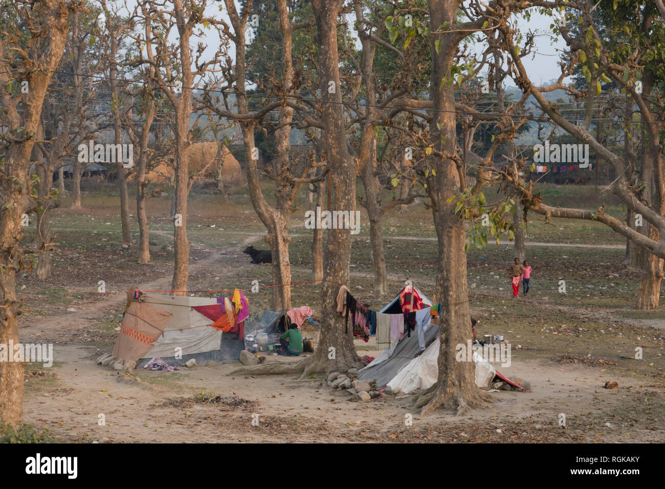 Communauté de personnes vivant dans des tentes dans la forêt à la périphérie de Haridwar, Uttarakhand, Inde Banque D'Images