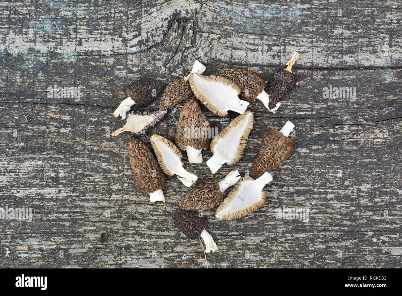 Au début du printemps fraîchement cueillis ou Morel noire Morchella Conica champignons sur vieille table de chêne, coupé en deux et préparés pour le séchage, top view with copy space Banque D'Images