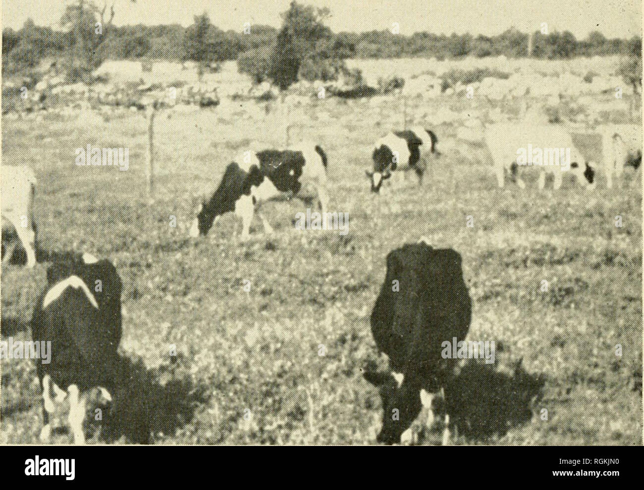 . Bulletin - Massachusetts Agricultural Experiment Station. Agriculture -- au Massachusetts. Masse 24. BULLETIN EXPERIMENT STATION 439 . Fijjurc 12. Le trèfle Ladino à haut rendement sur des terres de pâturage où les roches ont été supprimées. Machines d'alimentation ne peut pas être utilisé avant, parce que les pierres étaient trop nombreux et trop grand. Les travaux de dépose de rochers avec un bulldozer et ramasser les pierres coût 57 $ par acre. Le sol limoneux pierreux est adapté pour les cultures et les rendements de production de 15 tonnes d'ensilage de maïs à l'acre. Les terres cultivées ont été ajoutés à la ferme au coût de 57 $ par acre, à un moment où de bonnes terres agricoles à tha Banque D'Images