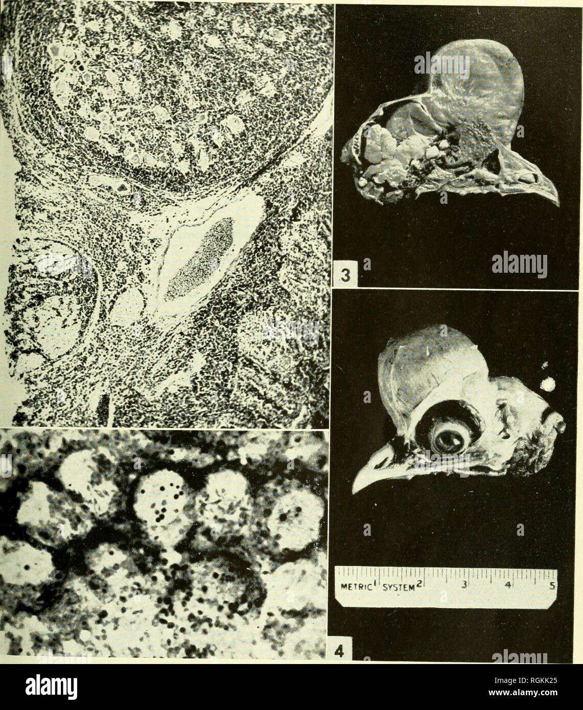 Bulletin Massachusetts Agricultural Experiment Station Agriculture Au Massachusetts A Tva H Lr If E V K L Rv Et Ganglion Nerveux Mesenterique Qui Est Iniltrated Grgiron Mvelocvtes Neoplasiques Avec Msficitiont75