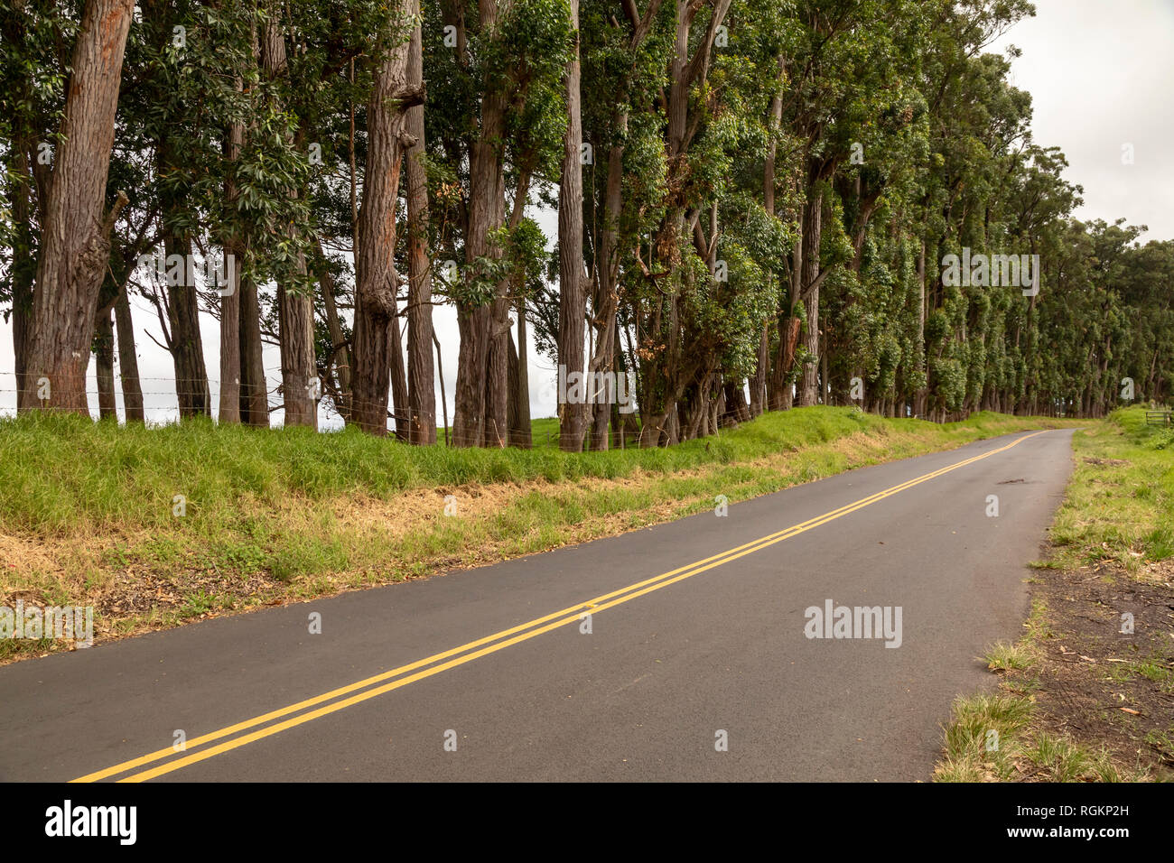 Waimea, Hawaii - l'ancien Mamalahoa Highway entre Honokaa et Waimea. Banque D'Images