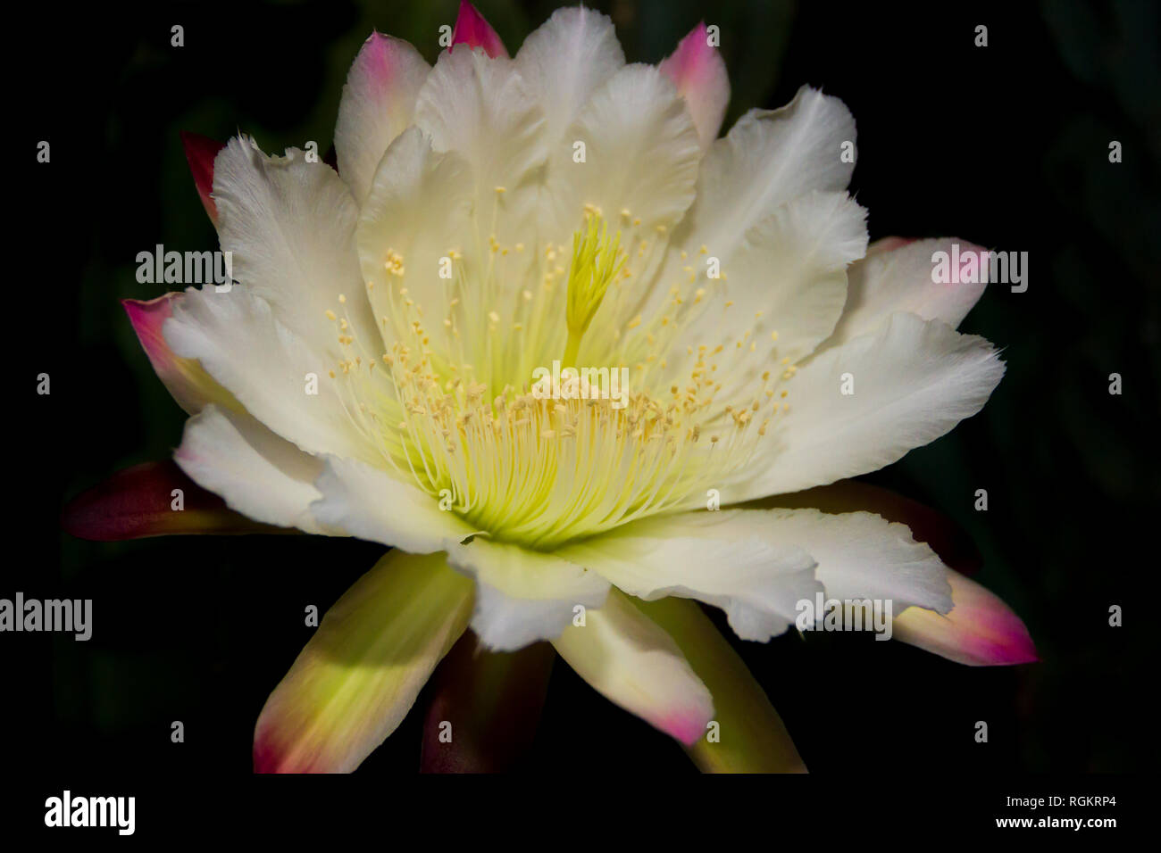 Cactus Selenicereus Grandiflorus Photos Cactus