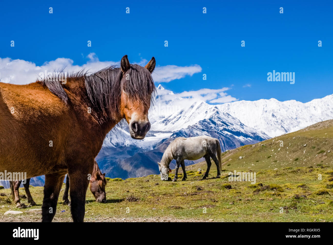 Un brun et un cheval blanc sont le pâturage dans la région du Lac de glace, les sommets enneigés de l'Annapurna dans la distance Banque D'Images
