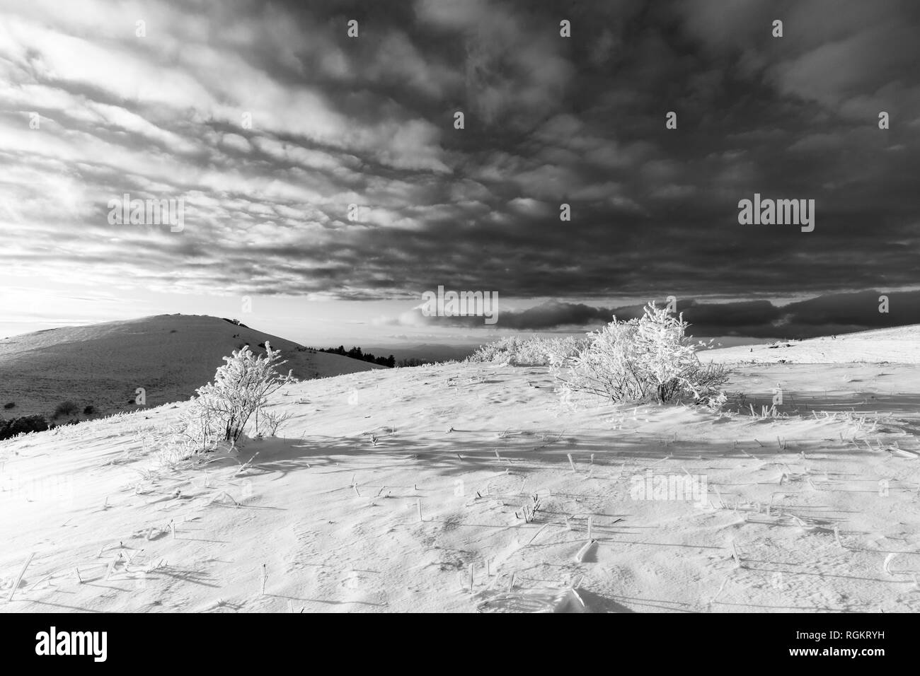 Subasio mountain (Ombrie, Italie) en hiver, recouvert de neige, avec des plantes Banque D'Images