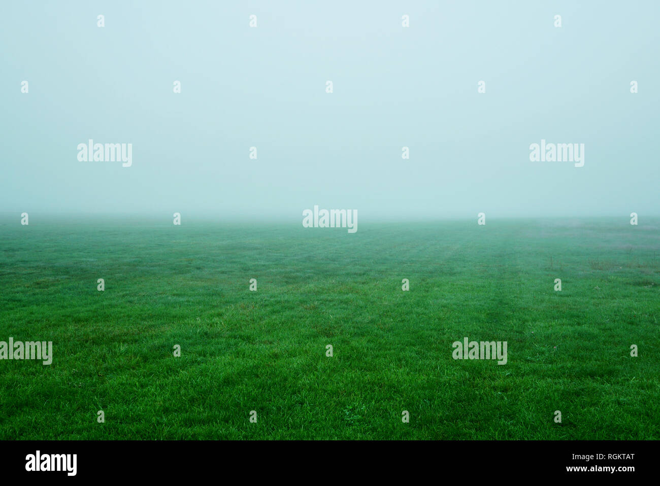 L'herbe verte dans la brume matinale. Un brouillard épais sur l'herbe verte. USA, Michigan, Grand Haven Banque D'Images