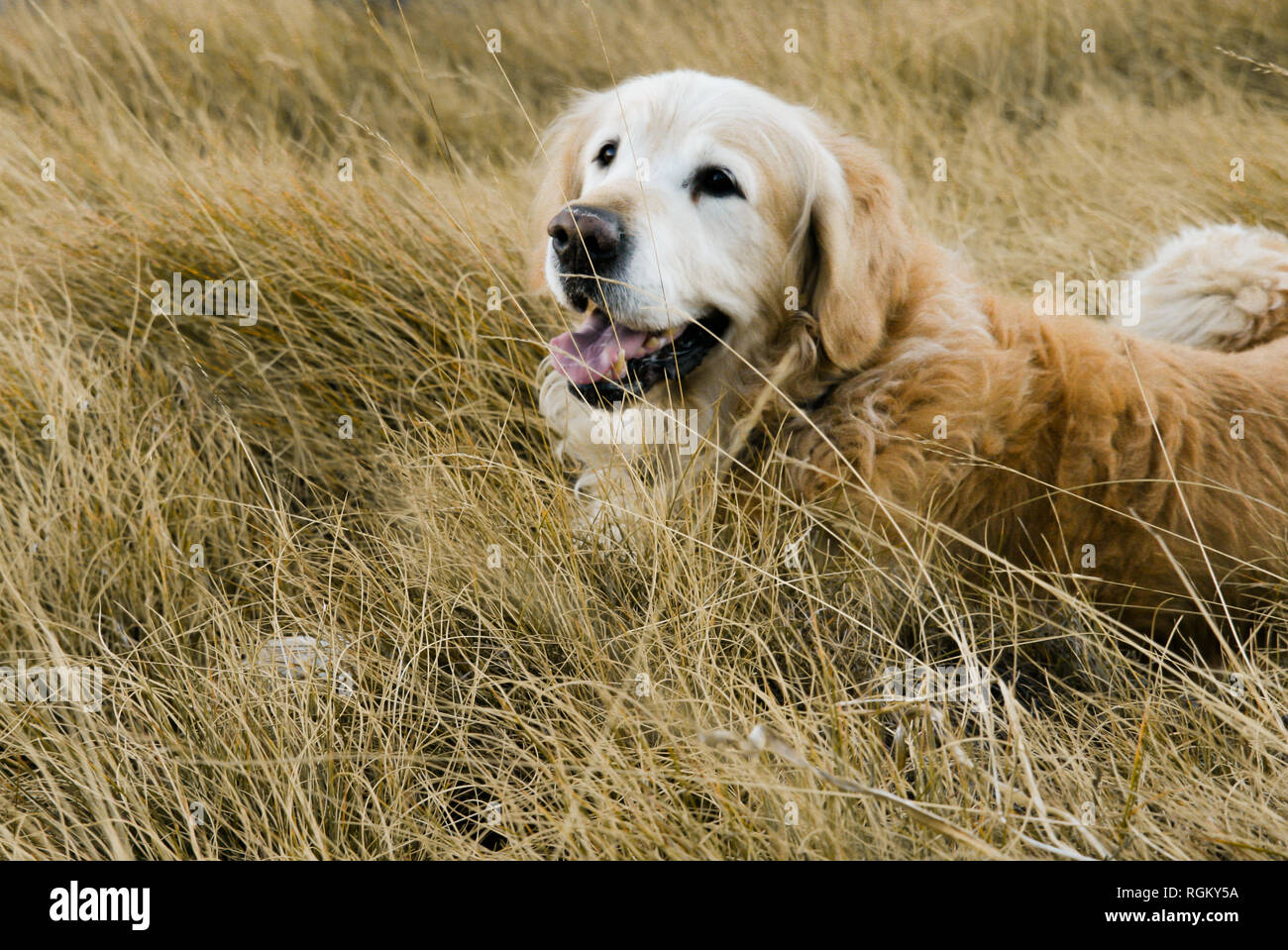 Golden retriever smiling sur une belle promenade dans un champ de plus en plus jaune au printemps, tard en soirée, l'heure du coucher du soleil. Moments de partage avec l'animal, le bonheur Banque D'Images