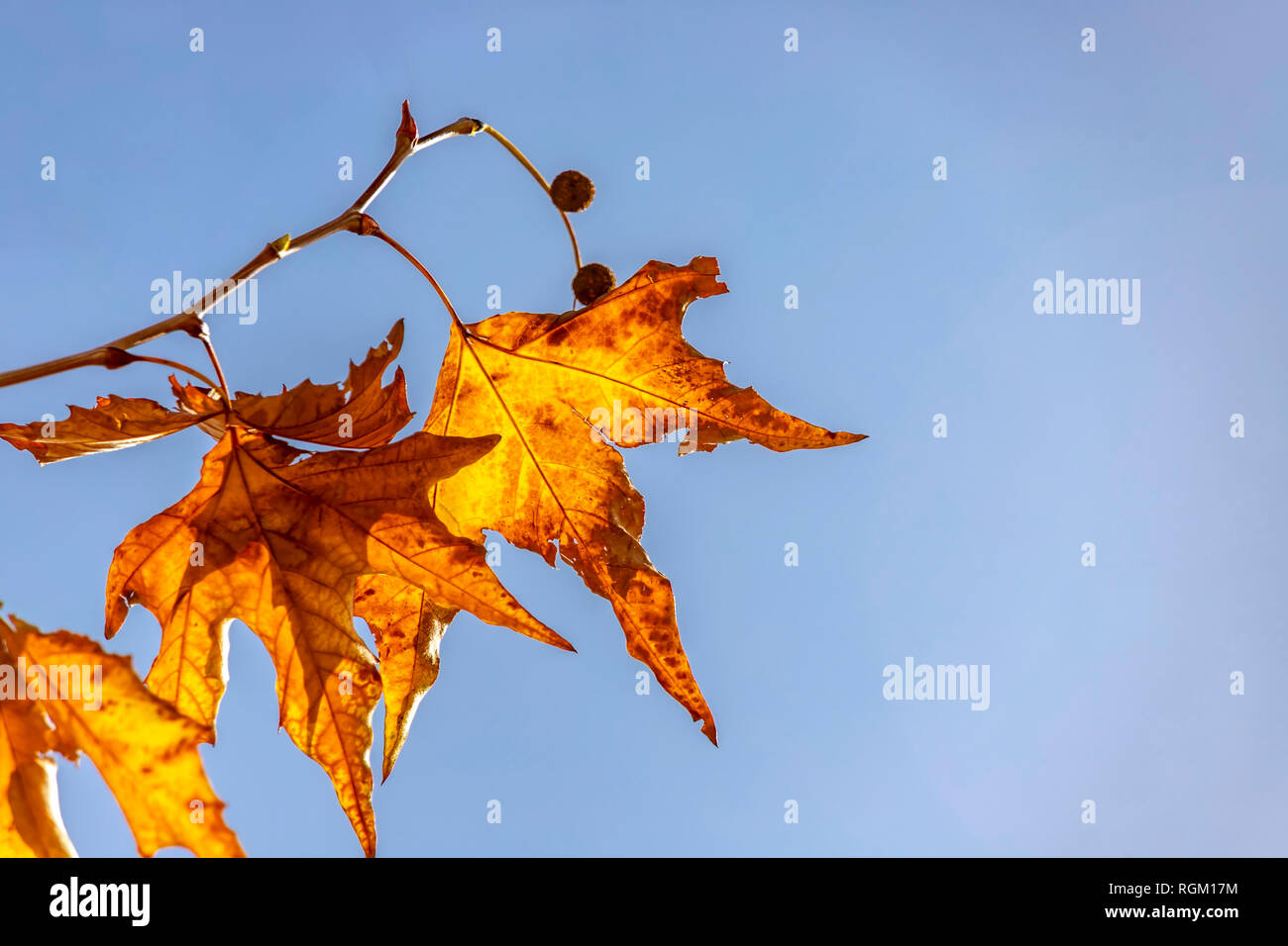 Les feuilles d'automne doré brillant d'un sycamore tree against a blue sky Banque D'Images