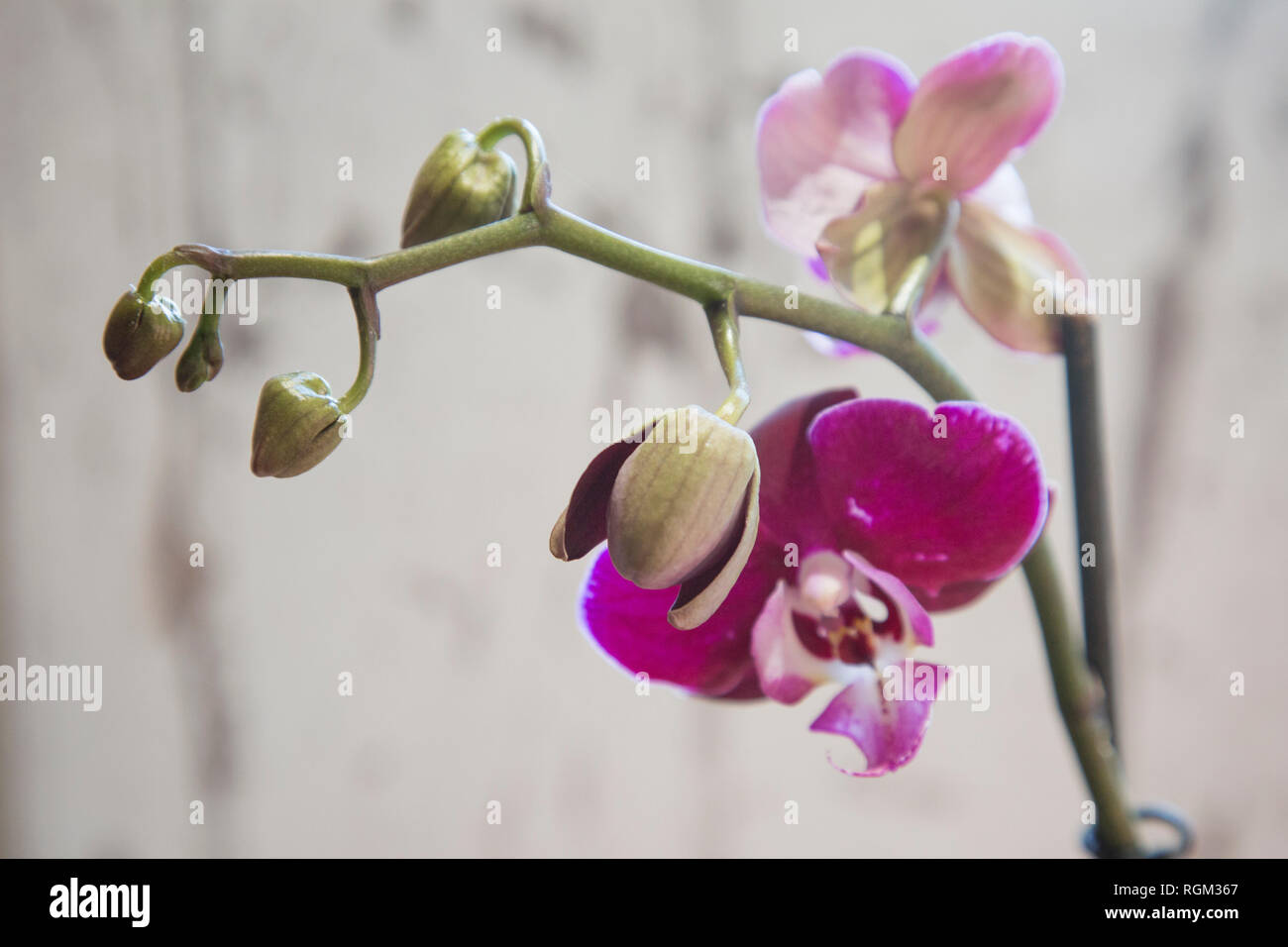 Phalaenopsis Moth Orchid close up sur fond gris dans la lumière naturelle, avec orchidée rose sur les bourgeons à fleurs et à tiges vertes. Banque D'Images