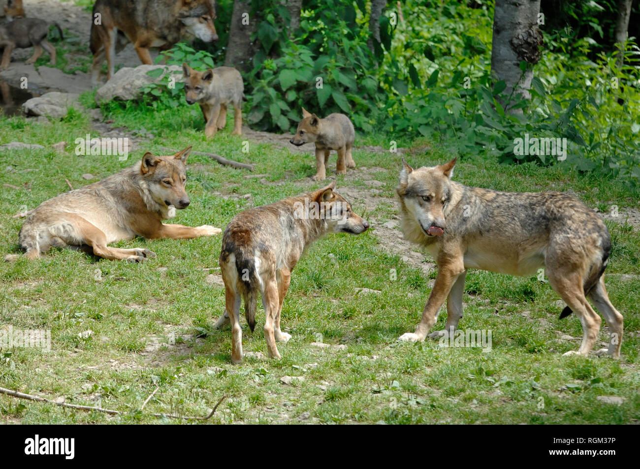 Wolf Pack incluant trois adultes et deux petits. Loup gris, alias le Loup gris ou le loup (Canis lupus) sur le bord de forêt dans le Parc National du Mercantour France Banque D'Images