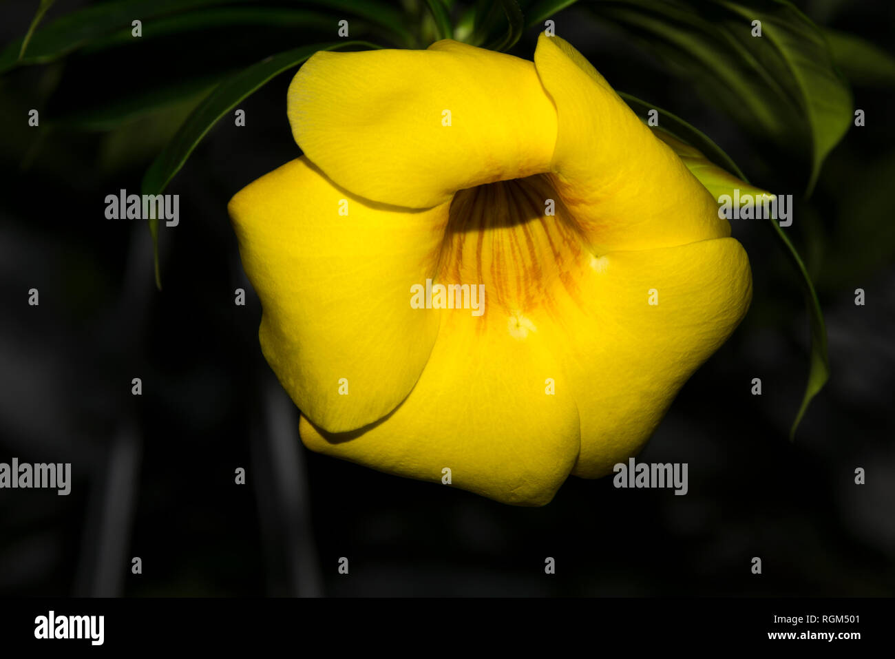 Trompette d'or (Allamanda cathartica) Banque D'Images