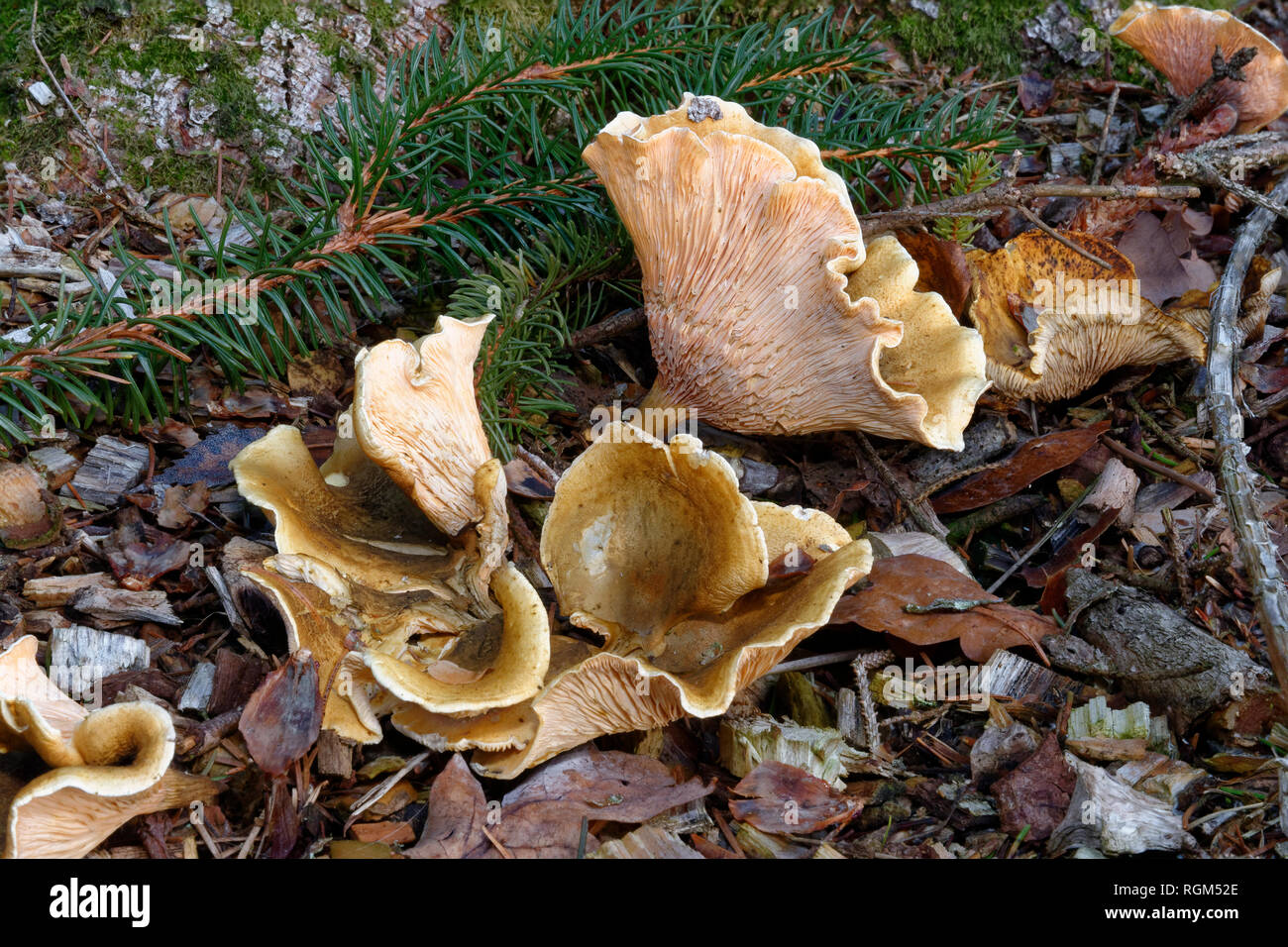 Fausse Girolle Hygrophoropsis aurantiaca - Copeaux de plus en plus sur Banque D'Images