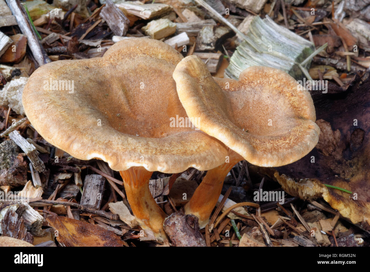 Fausse Girolle Hygrophoropsis aurantiaca - deux champignons poussant sur le bois déchiqueté Banque D'Images