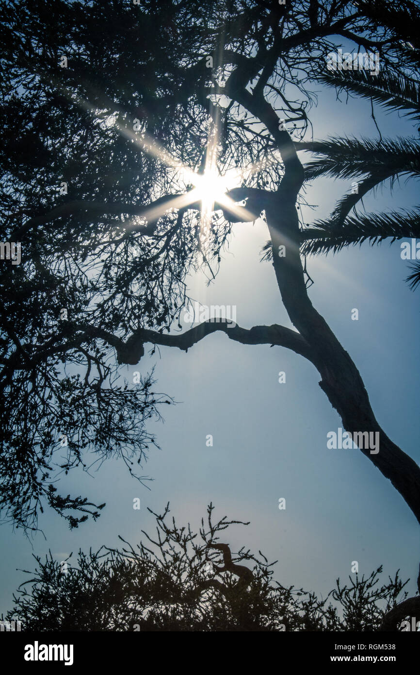 La silhouette des arbres crée Starburst au crépuscule Banque D'Images