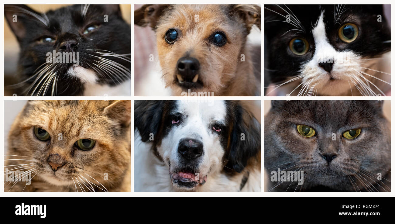 Hanovre, Allemagne. 29 janvier, 2019. La photo montre combo European Shorthair cats (EKH, ci-dessus, l, r et ci-dessous, l), un Jack Russell Terrier (ci-dessus, M), un Saint Bernard (ci-dessous, M) et un mâle Chartreux (ci-dessous, r). Si un enfant ou un chien est appelée sur l'aire de jeux est souvent indiscernables. Les listes de noms pour les enfants et les animaux sont de plus en plus similaires. (Dpa 'Kitty et Bello sont out - Les propriétaires d'animaux préfèrent Luna' à partir de 30.01.2019) Crédit : Peter Steffen/dpa/Alamy Live News Banque D'Images