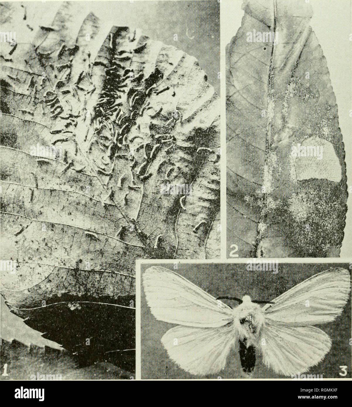 . Bulletin - Massachusetts Agricultural Experiment Station. Agriculture -- au Massachusetts. Masse 20. BULLETIN 353 Experiment Station Description. Les papillons ont une envergure d'environ IH pouces. Les ailes varient d'un blanc pur au blanc avec des taches noires, qui diffèrent dans le nombre de personnes différentes. Les oeufs sont pondus en grappes sur la face inférieure de la feuille. Plusieurs centaines ont été trouvés dans un seul cluster. Les oeufs sont ronds, environ 1/50 de pouce de diamètre eter, et la surface est finement ponctuées ou sculptés. Ils sont jaunâtres lorsque les premières portées, mais tourner à une couleur de plomb mat juste avant l'éclosion. Banque D'Images