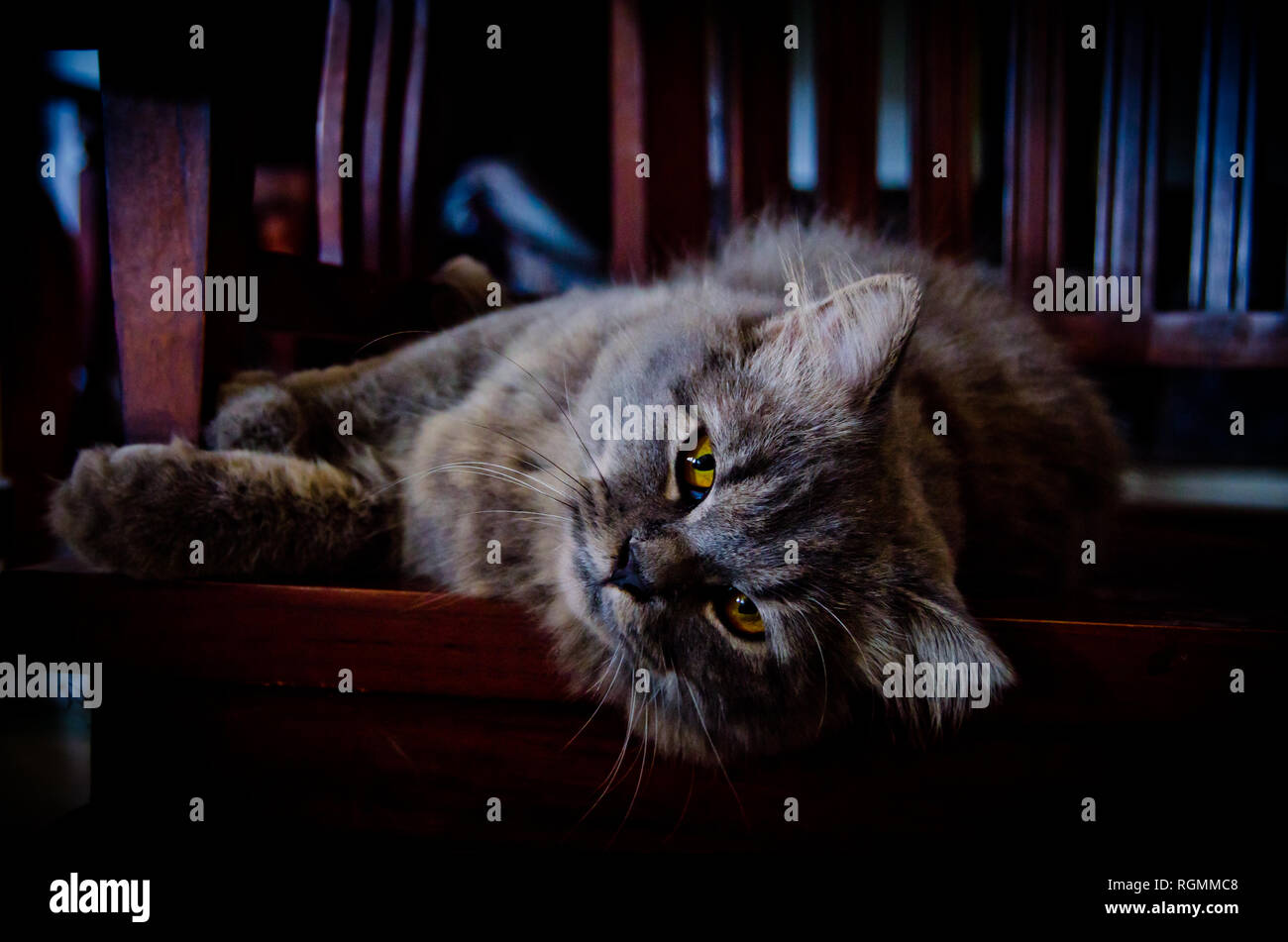 Chat couché sur la chaise en bois Banque D'Images
