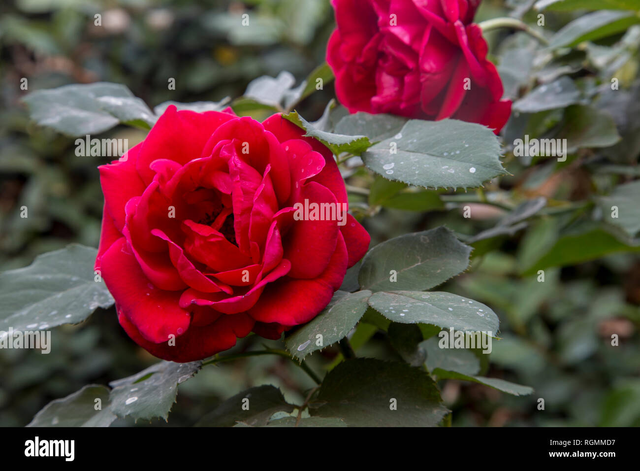 Roses rouges Banque D'Images