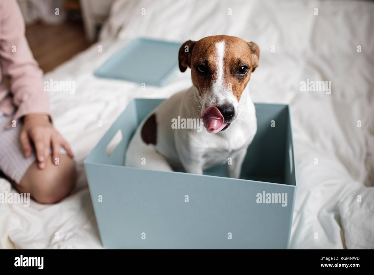 Portrait de Jack Russel terrier assis dans une boîte en carton Banque D'Images