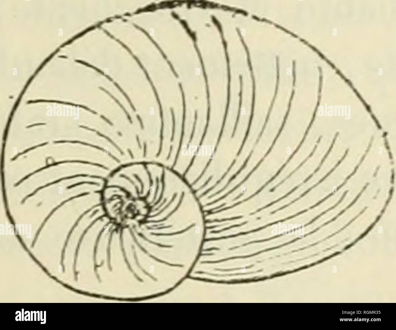 . Bulletin du Musum national d'histoire naturelle. L'histoire naturelle. Â Â 539 Ã la faune malacologiqve les contributions de l'Afrique Ã©quatoriale , par Loiis Germain. XII Description de Mollusques nouveaux de l'Afrique Ã©quinoÃ¯iale. Les espÃ¨ces dont je donne ici la description ont presque toutes Ã©tÃ© re- cueillies, au cours de ces derniÃ¨res annÃ©es, par quatre voyageurs English§ais : MM. Ch. Alluaud, AIG. Chevalier, R. Chddeau et E. Roubaud. Elles pro- viennent de località©s, souvent fort Ã©loignÃ©es, du domaine Ã©quatorial. J'ai ajoutÃ© Ã ces matÃ©riaux la description d'un nouvel Unio, apparten Banque D'Images