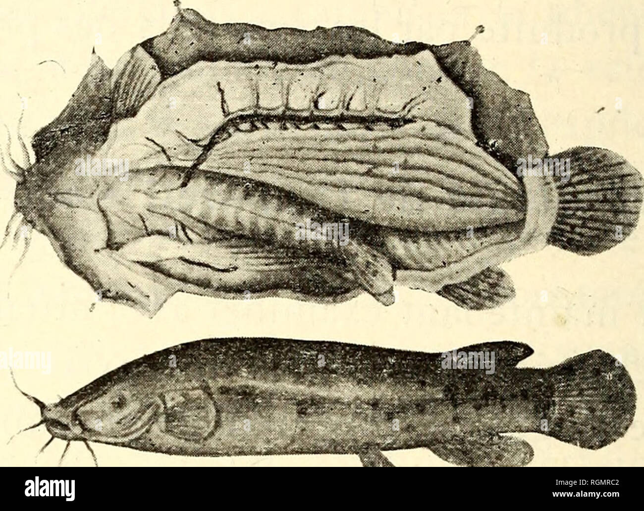 . Bulletin du Musée Océanographique de Monaco. L'océan. Tels sont les principaux représentants des poissons élec- triques dans le milieu marin. Dans l'eau douce, nous trouvons le Malaptérure de la famille. Fig. 2. - Malapterums electricus Cuvier. (Règne animal). des Siluridés ; les auteurs le désignent souvent aussi sous le nom de silure. Il habite le néant et d'autres cours d'eau africains, en particulier les rivières du Congo. C'est un poisson qui, par sa. Veuillez noter que ces images sont extraites de la page numérisée des images qui peuvent avoir été retouchées numériquement pour plus de lisibilité - coloration et un Banque D'Images