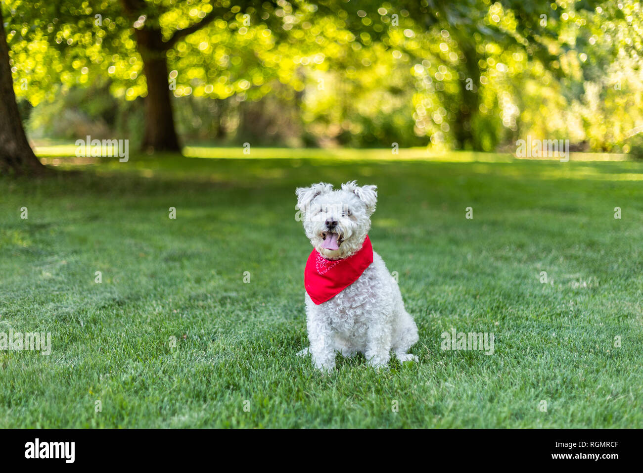 Little White Dog avec bandana rouge assis dans l'herbe dans le parc sur une belle journée d'été Banque D'Images