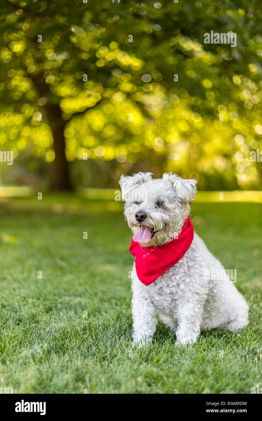 Little White Dog avec bandana rouge assis dans l'herbe dans le parc sur une belle journée d'été Banque D'Images