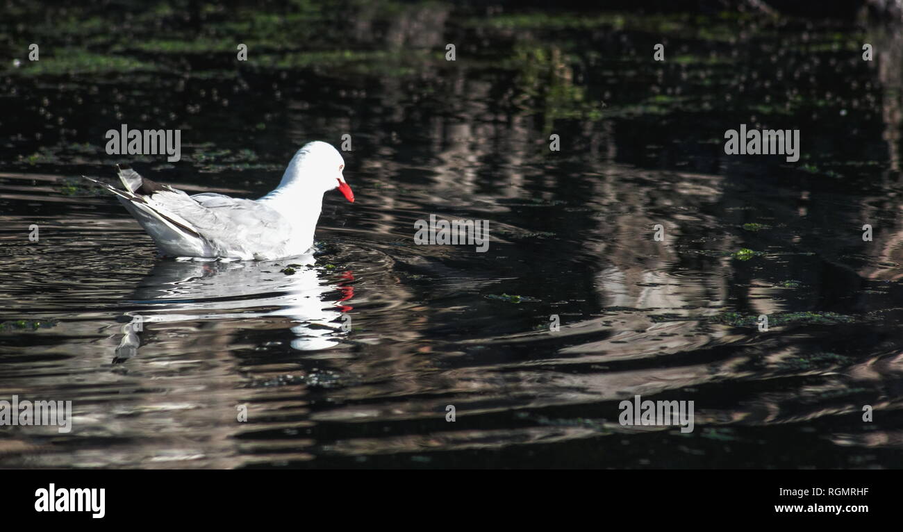 Le bec cerclé rouge une fois, également connu sous le nom de la mouette, le maquereau est un indigène de Nouvelle Zélande (Chroicocephalus novaehollandiae scopulinus) Banque D'Images