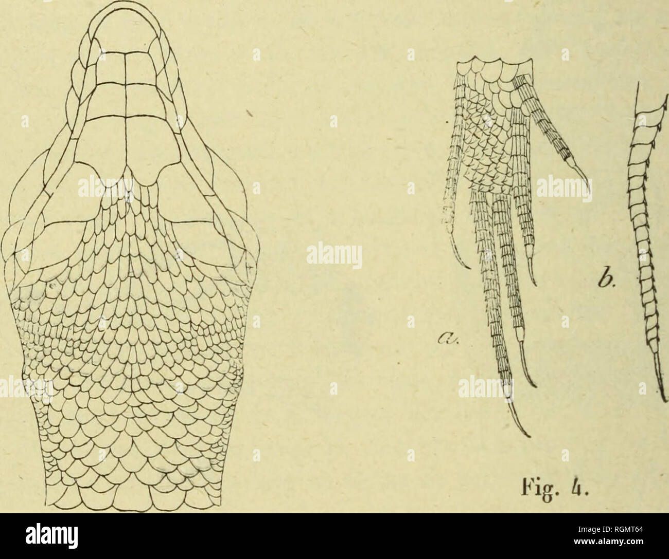 . Bulletin du MuseÌum d'histoire naturelle. L'histoire naturelle.  90 â ventrales disposées sans ordre entre les membres antérieurs, salle sur 6 rangs longitudinaux trà s¨réguliers ; celles des 2 rangs méétroites canadiens plus que les autres ; de chaque cÃ'té de ces 5 rangs, une série trà¨s peu régulière de plaques beaucoup plus petitesUne anale grande, trans- verse, précédée d'une ou de deux plaques un peu moins grandes ; le reste de la région préanale avec des plaques plus petites. Extrémité des membres antérieurs atteignant le représentant antérieur de Torbite ou l'extrémité du mu- seau ; Banque D'Images