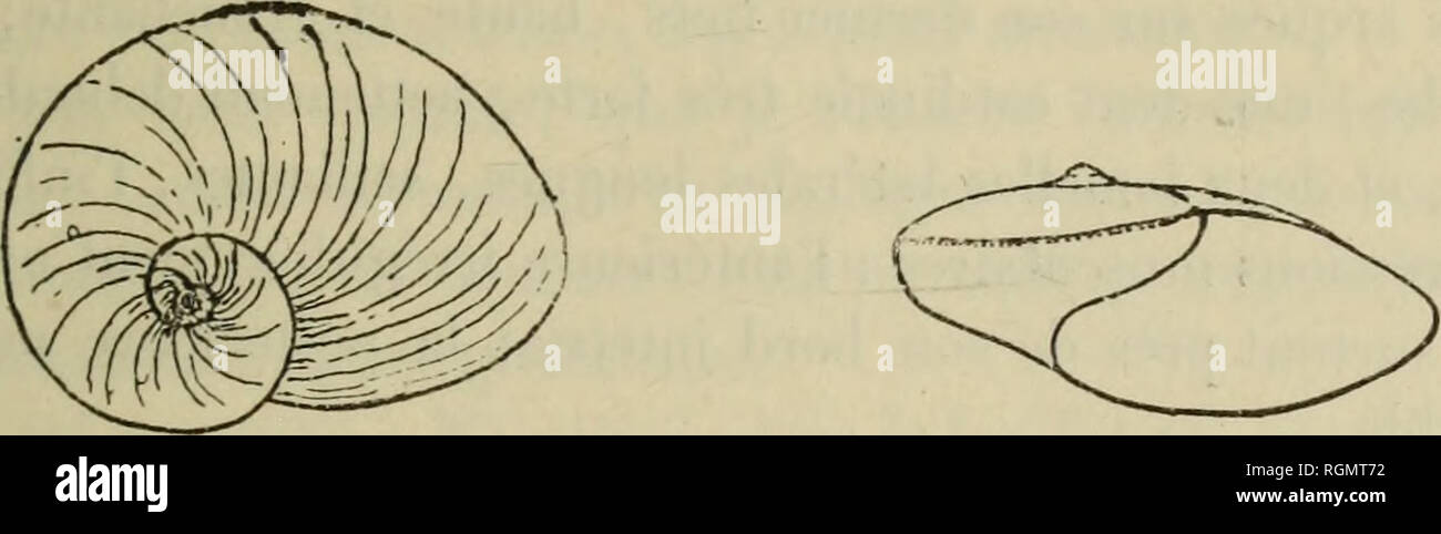 . Bulletin du MuseÌum d'histoire naturelle. L'histoire naturelle. Â Â 539 CONTBIBUTIONS MALACOLOGJQUE Ã LA F AVNE DE l'Afrique , Ãquatoriale par Louis Germain. XXII Description de Mollusques nouveaux de l'Afrique Ã©quinoxiale. Les espÃ¨ces dont je donne ici la description ont presque toutes Ã©tÃ© re- cueillies, au cours de ces derniÃ¨res annÃ©es, par quatre voyageurs English§ais : MM. Ch. Alllaud, du Chevalier, R. Chcdeau et E. Roubaud. Elles pro- viennent de località©s, souvent fort Ã©loignÃ©es, du domaine Ã©quatorial. J'ai ajoutÃ© Ã ces matÃ©riaux la description d'un nouvel Unio, appartenant au s Banque D'Images