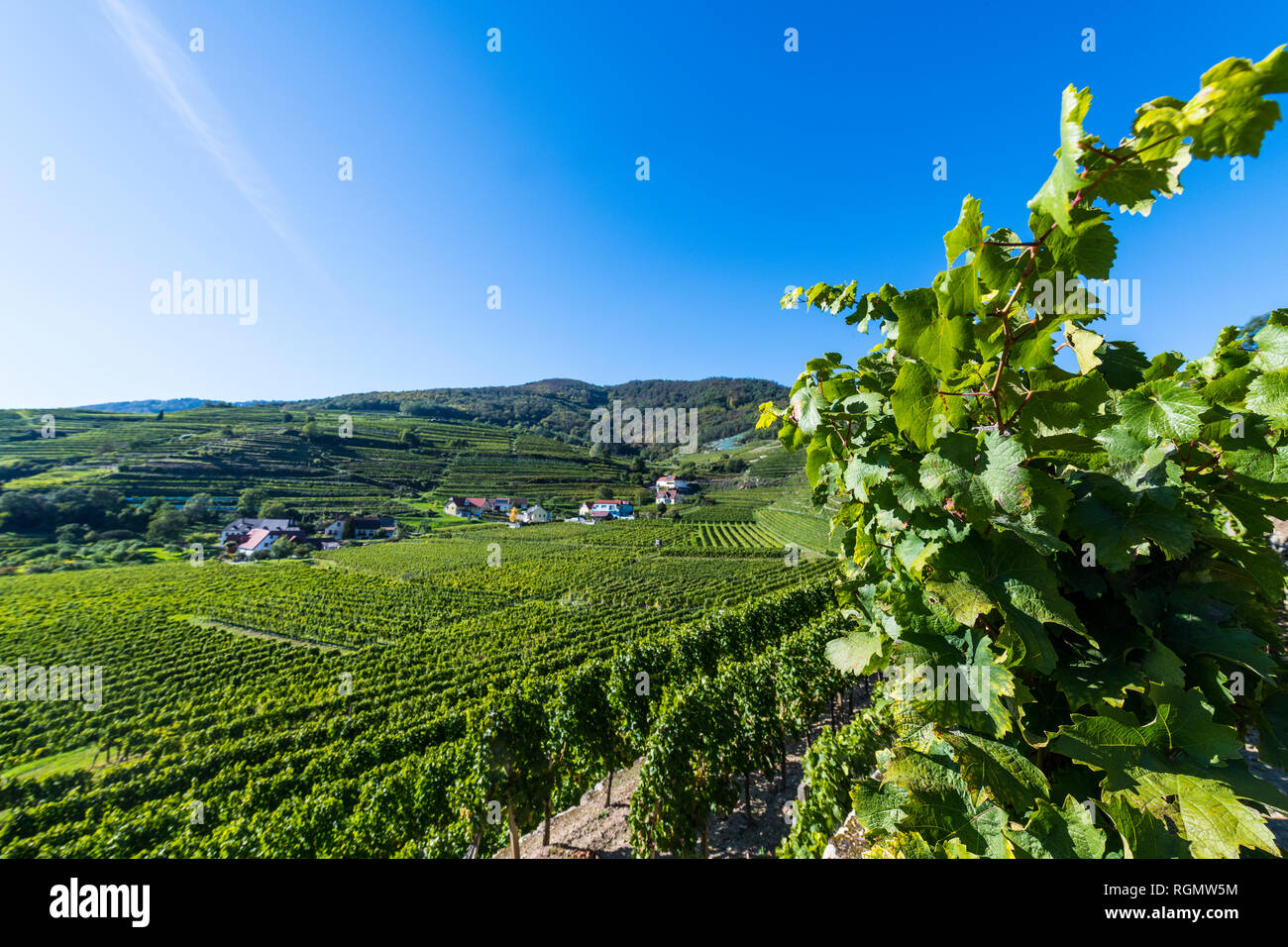 L'Autriche, de Wachau, vignes donnant sur la Wachau sur Spitz Banque D'Images