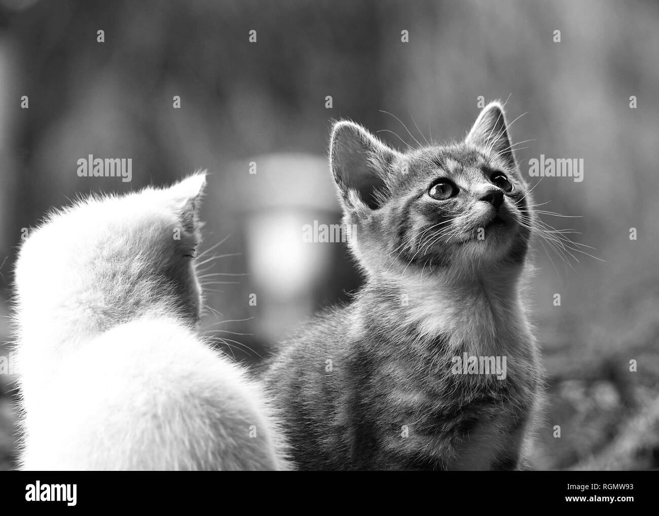 Adorable chatons en noir et blanc, monochrome. Banque D'Images