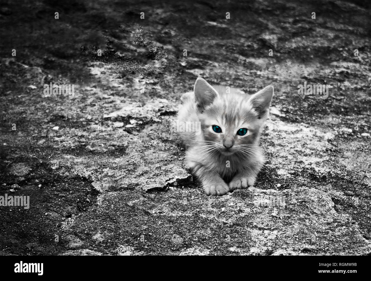 Adorable chatons en noir et blanc, monochrome. Banque D'Images