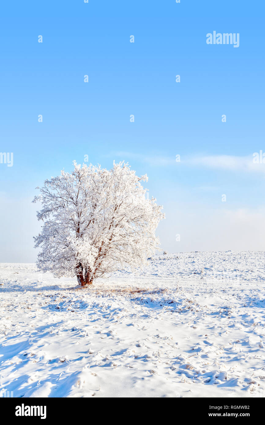 Seul arbre couvert de neige dans des paysage d'hiver de l'Alberta, au Canada, avec ciel bleu et copier l'espace. Banque D'Images