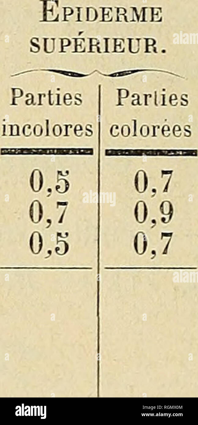 . Bulletin de l'Herbier Boissier. Les plantes. 66 MEMOIRES DE !/HERBIER BOIPSIKR. Mensurations Tableau des opÃ©rÃ©es sur les plantes à feuillage colorÃ©. Noms des espÃ¨ces. Coléus n° 1.. Coleiis non 2. Coléus no 3.. Pelargonium vert et vert- brunÃ¢tre (1) pas de palissades. Parties incolores 0,9 2,2 parties brunes 0 022 j !o Epaisseur du limbe. Parties Parties incolores colorÃ©es / 7 5,5 5,1 4,7 7,2 5 4,2 5 !. Ãpiderme infÃ©rieur. Parties Parties incolores colorÃ©es 0,5 0,5 0,3 0,5 0,3 1 CONCLUSIONS DE LA DEUXIÃME PARTIE mensonge d'intention. Les cellules Â Ã©pidermiques sont derrière la porte la plus éloignée… un peu plus grandes dans les Banque D'Images