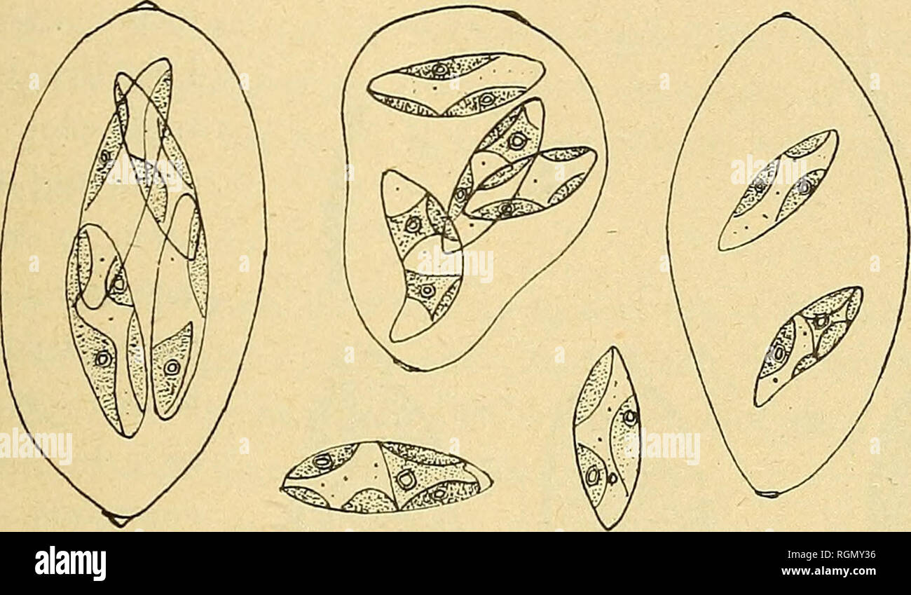 . Bulletin de la SociÃ©tÃ© botanique de¨GenÃ ve. La botanique, la botanique. (^) R- (" HODAT,. LE JARDIN ALPIN DE LA Â" LINNiEA Â" 195 C. affinis ve/rucoso Keinsch differL ceilula un qiio globosa haud sed faciei Polyedrorum ; C. une processiiiim regularium scabro Reinsch absenlia tPiincatorum obnibiis ambitii ab, irrégularités cellularum diversuiii. Apud Habitat Bourg Saint-Pierre (Vallesia) annonce 1700 m. (Vid. fig. 4.) La discussion la systÃ©matique sera faite dans le MÃ©moire sur les Cwlas- Irum que. M"' Kayss publie dans les Â" MatÃ©riaux pour la flore crypto- ganiique suisse Â" (Berne, 1915). Nous avons Banque D'Images