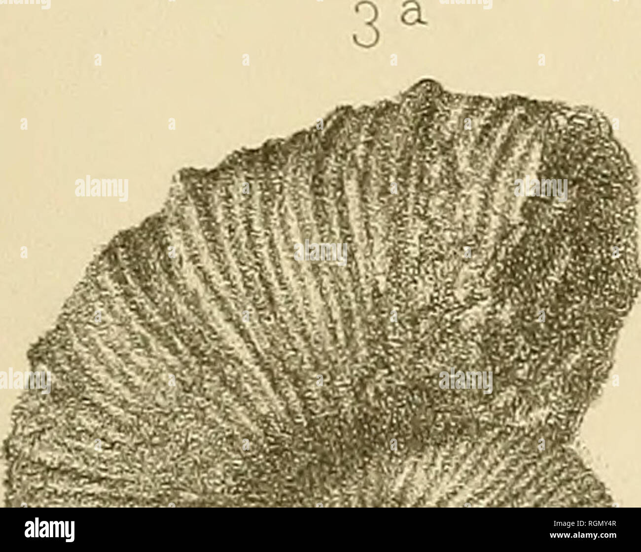 . Bulletin de la Société géologique de France. La géologie. iv.  1^. Veuillez noter que ces images sont extraites de la page numérisée des images qui peuvent avoir été retouchées numériquement pour plus de lisibilité - coloration et l'aspect de ces illustrations ne peut pas parfaitement ressembler à l'œuvre originale.. La Société géologique de France. Paris : La Société Banque D'Images