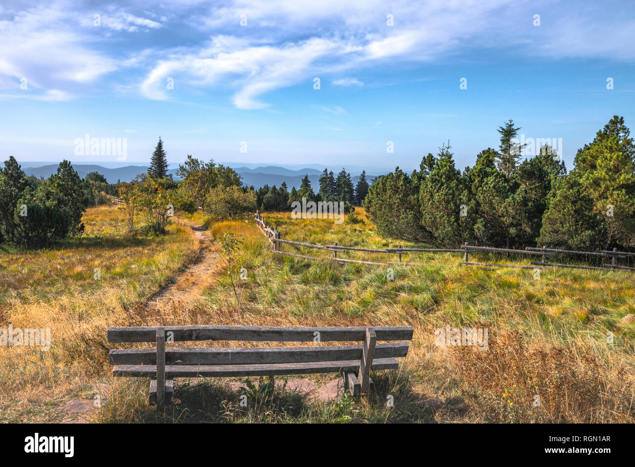 Heather paysage avec pins de montagne dans le parc naturel du nord de la Forêt-Noire, Allemagne, mountain Schliffkopf ; vue panoramique au plus haut Banque D'Images