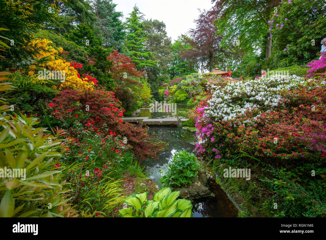 Image en gros plan d'un magnifique jardin de style traditionnel japonais avec de l'eau calme et Acer palmatum Banque D'Images