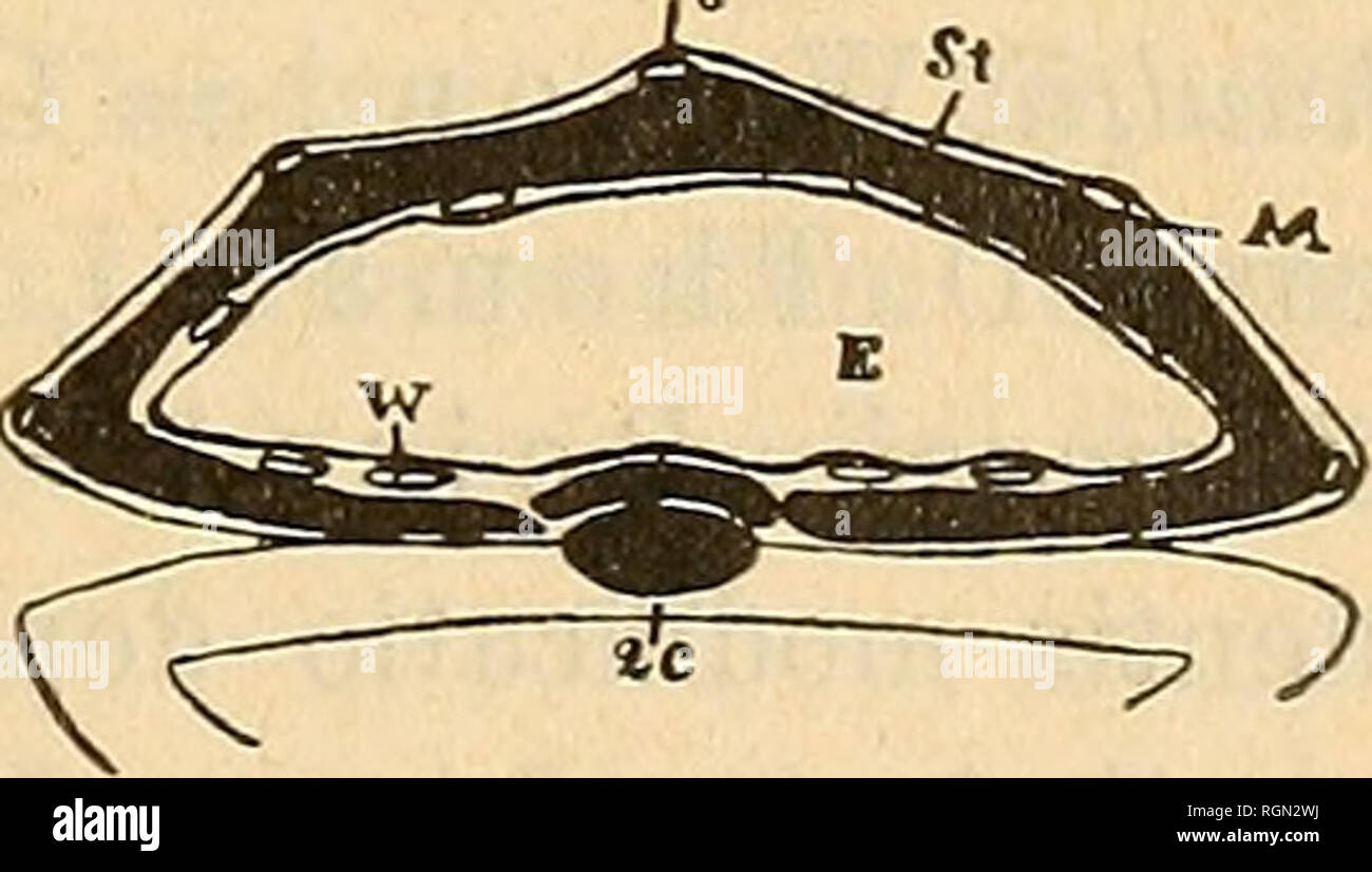 Bulletin De La Socia C Ta C Impa C Riale Des Naturalistes De Moscou La Science