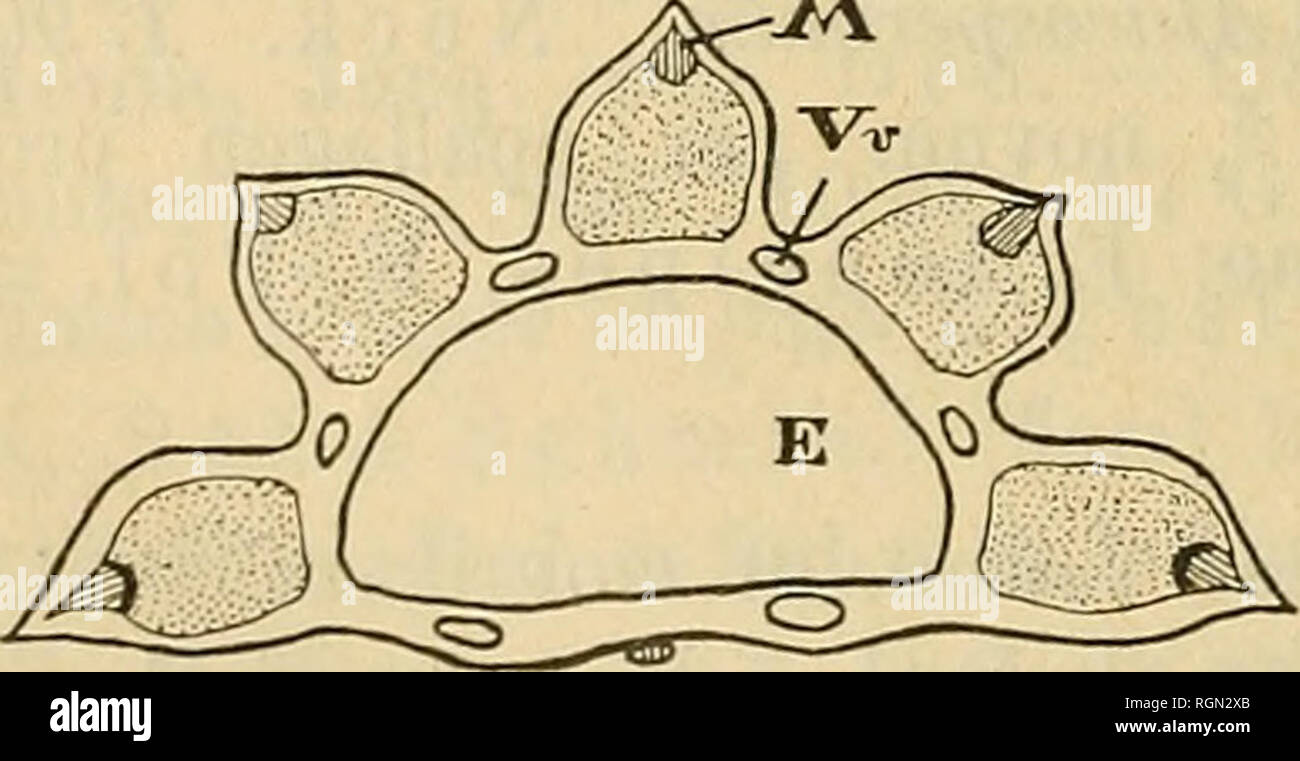 . Bulletin de la Société impériale des naturalistes de Moscou. La science, la biologie, la géologie, l'histoire naturelle. 222 Cymopterus longipes, Wats. ; E. W a t s ? N i, K.-P ? 1.  = Äulo- spermum Watsoni,0. &Amp ;^. E. K., ibapense-V o. =^ibapensis Cymopterus, Jones ; E. g 1 a u ? U m, K.-P ? 1.  = Cymopterus glaucus, Nutt. ! ; E. panamitense, K.-Pol.  = Cymopteruspanamitensis, ? &Amp ; R. ; E. Jonesii, K--V o.  = Cymopterus Jonesii, ? &Amp ; R. ; E. purpureum, K.-l ?  ? I.  = Cymopterus purpureus, Wats. etc., Pterixia Nutt.  ? - ?. Et R. 170 et f. 51.-Nord Borealis.- Une stereomis Pachypleuri juga ornata anne vel Aet Banque D'Images